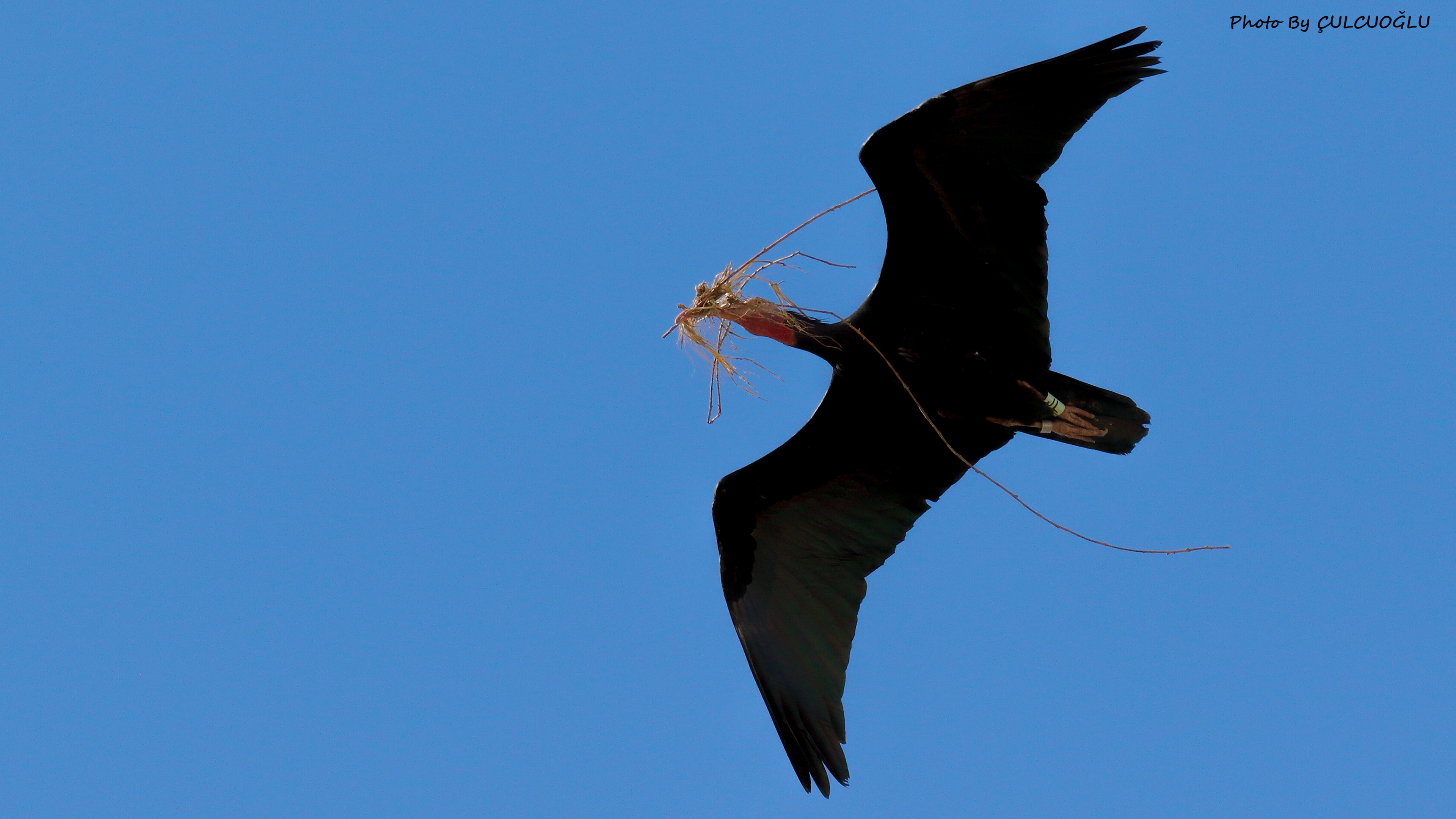Northern Bald Ibis